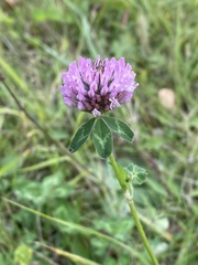 Trifolium pratense