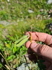Vicia alpestris