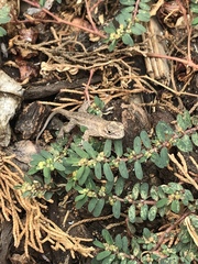 Sceloporus occidentalis longipes