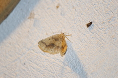 Antepione thisoaria