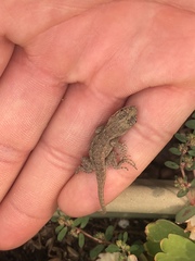 Sceloporus occidentalis longipes