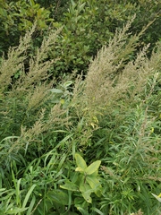 Artemisia serrata