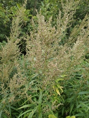 Artemisia serrata