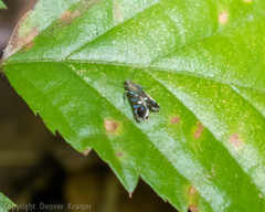Strobisia proserpinella