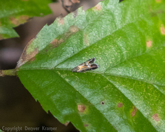 Strobisia proserpinella