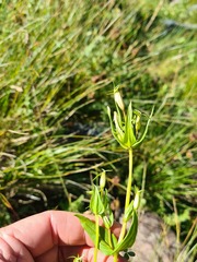 Centaurium erythraea turcicum