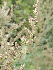 Artemisia serrata