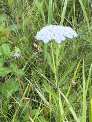 Achillea millefolium