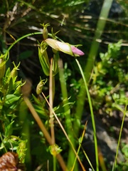 Centaurium erythraea turcicum