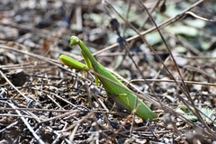Mantis religiosa