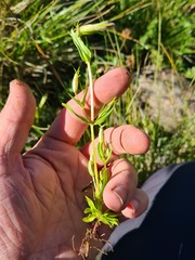Centaurium erythraea turcicum