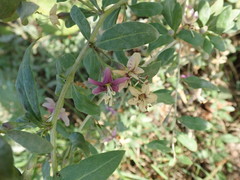 Lycium barbarum