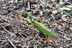 Mantis religiosa