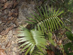 Zamia paucijuga