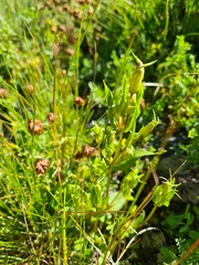 Centaurium erythraea turcicum