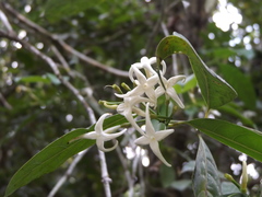 Faramea occidentalis