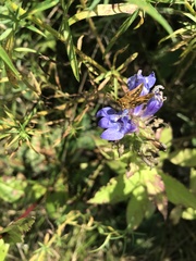 Poanes viator