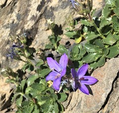 Campanula piperi