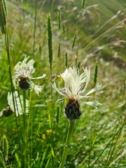 Centaurea cheiranthifolia