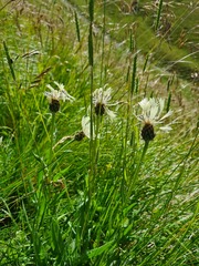 Centaurea cheiranthifolia