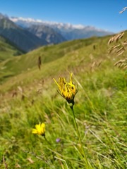 Tragopogon reticulatus