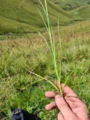 Tragopogon reticulatus