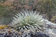 Agave rzedowskiana