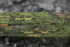 Puccinia coronata