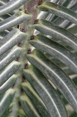 Euphorbia lathyris