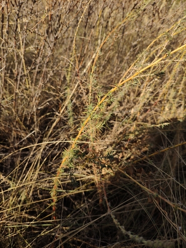 Forage kochia (Bassia prostrata)
