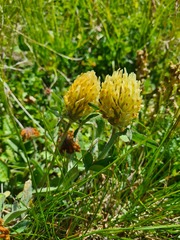 Trifolium trichocephalum