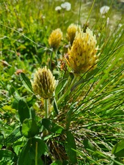 Trifolium trichocephalum