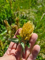Trifolium trichocephalum