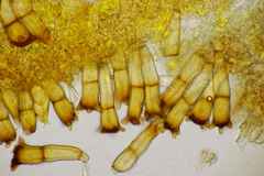 Puccinia coronata