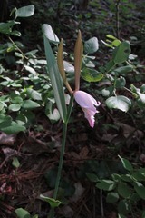 Cleistesiopsis bifaria