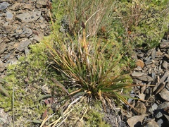 Carex albonigra