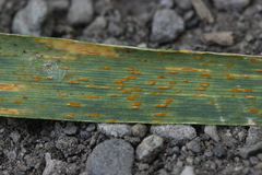 Puccinia coronata