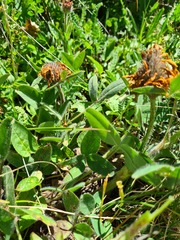 Trifolium trichocephalum