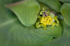 Euphorbia lathyris