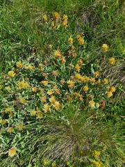 Trifolium trichocephalum