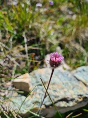 Erigeron uniflorus