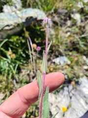Erigeron uniflorus