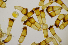 Puccinia coronata