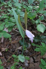 Cleistesiopsis bifaria