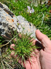 Gypsophila tenuifolia