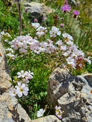 Gypsophila tenuifolia