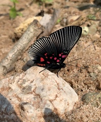 Lyropteryx apollonia