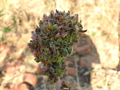 Aceria aloinis