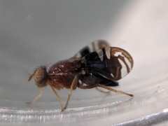 Parastenopa limata