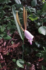 Cleistesiopsis bifaria
